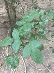 Viburnaceae