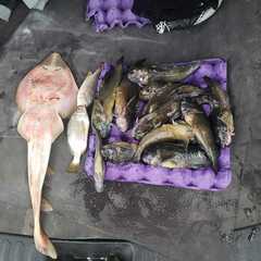 Pseudobatos planiceps