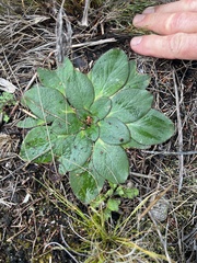Hermas ciliata