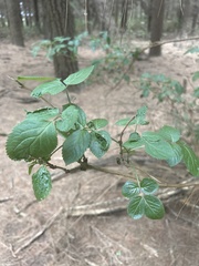 Viburnaceae