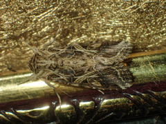 Spodoptera litura