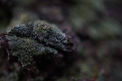 Phaeophyscia ciliata