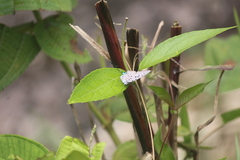 Pseudolycaena marsyas