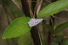 Pseudolycaena marsyas