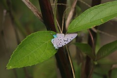 Pseudolycaena marsyas
