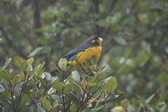 Anisognathus lacrymosus