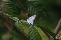 Pseudolycaena marsyas