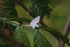 Pseudolycaena marsyas