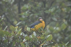 Anisognathus lacrymosus