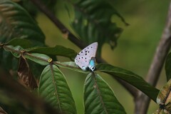 Pseudolycaena marsyas