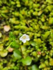 Epilobium rotundifolium