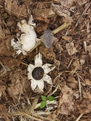Geastrum tenuipes