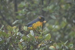 Anisognathus lacrymosus