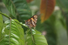 Hypanartia lethe
