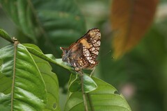 Hypanartia lethe