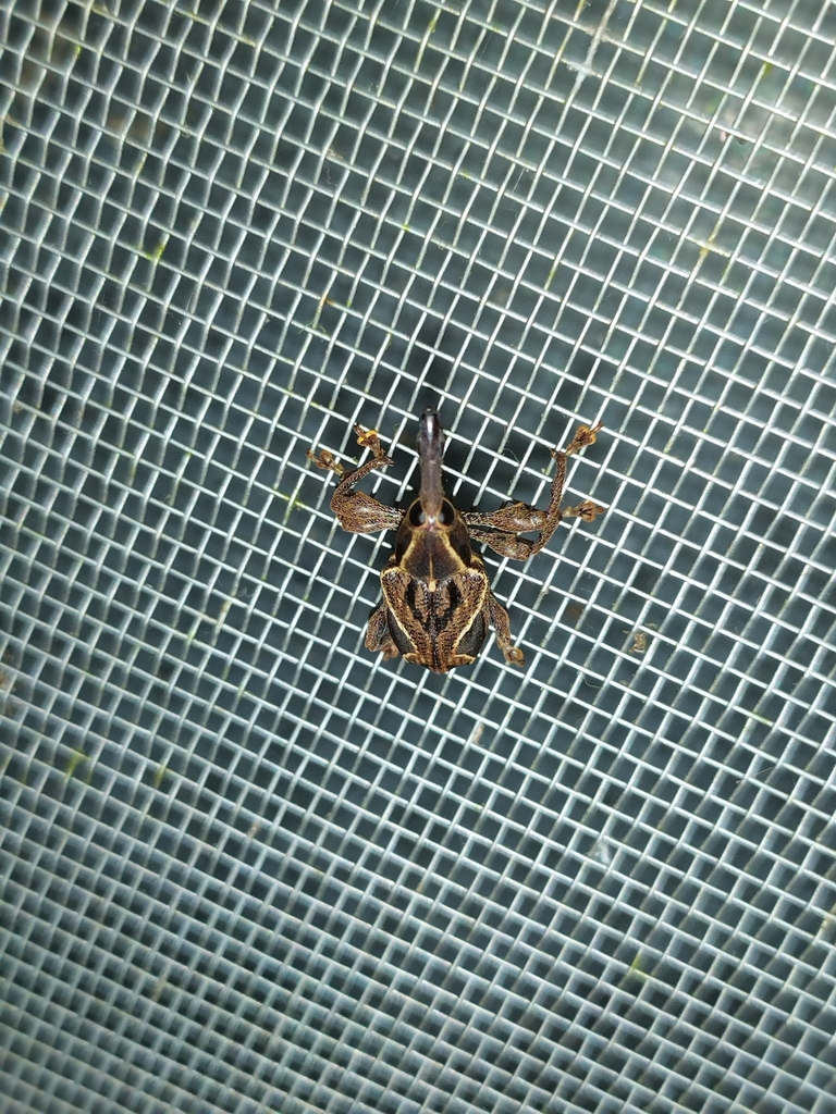 Heilipodus triangulifer