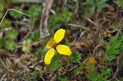 Bidens triplinervia