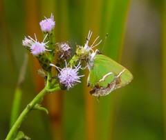 Chlorostrymon simaethis