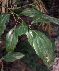 Cryptocarya triplinervis triplinervis