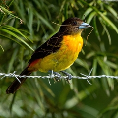 Ramphocelus flammigerus
