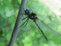 Macrothemis celeno