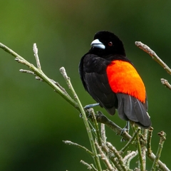 Ramphocelus flammigerus