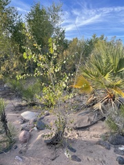 Washingtonia filifera