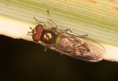 Meliscaeva auricollis