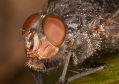 Calliphora