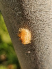 Megalopyge