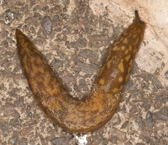 Limacus