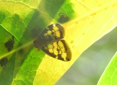 Ricaniidae