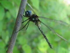 Macrothemis celeno