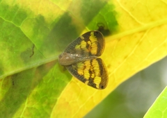 Ricaniidae