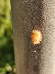Megalopyge