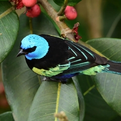 Stilpnia cyanicollis