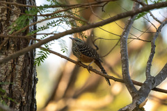 Campylorhynchus zonatus