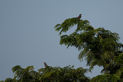 Saltator grandis