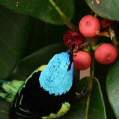 Stilpnia cyanicollis