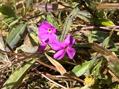 Phlox glaberrima