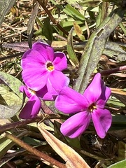 Phlox glaberrima