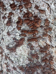 Punctularia strigosozonata