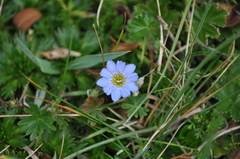 Gentiana sedifolia