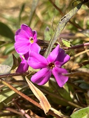 Phlox glaberrima