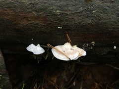 Amaropostia stiptica