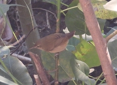 Acrocephalus dumetorum