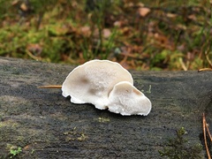 Amaropostia stiptica