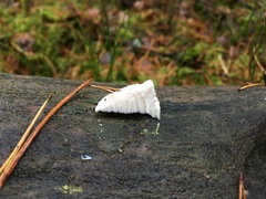 Amaropostia stiptica