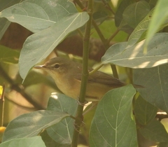 Acrocephalus dumetorum