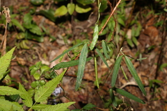 Glycine clandestina